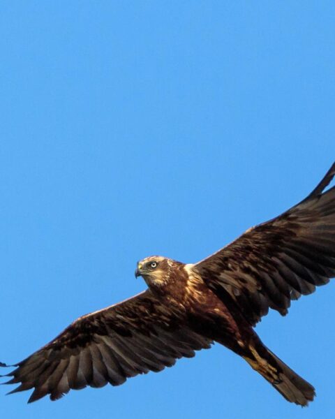 Broedseizoen: buizerds zorgen voor overlast bij hardlopers en fietsers in Nederland