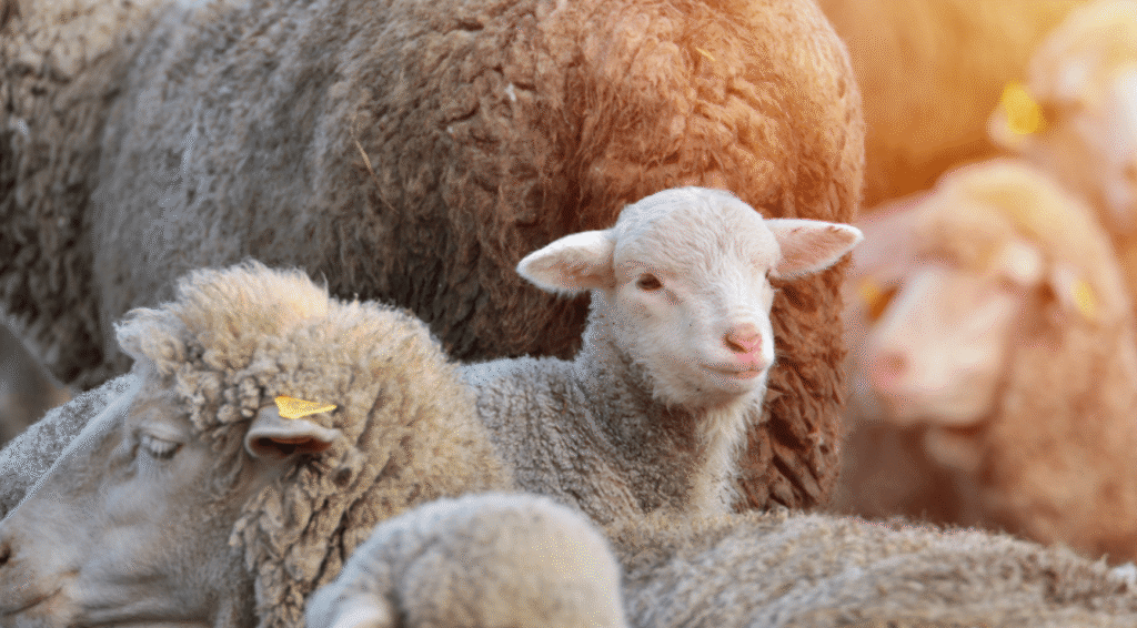 Daling van wolvenaanvallen op vee in Nederland na jarenlange stijging