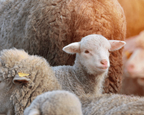 Daling van wolvenaanvallen op vee in Nederland na jarenlange stijging