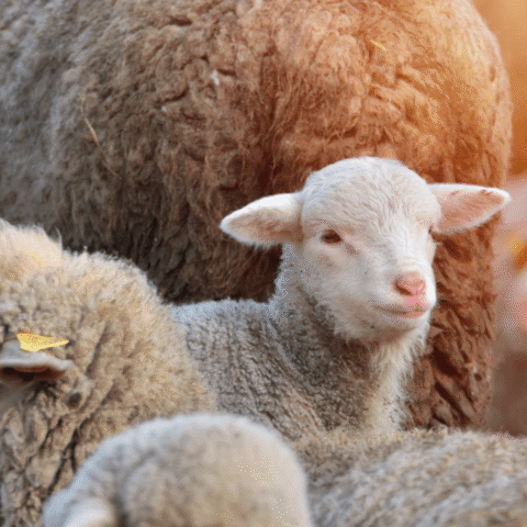 Daling van wolvenaanvallen op vee in Nederland na jarenlange stijging