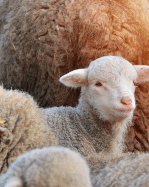 Daling van wolvenaanvallen op vee in Nederland na jarenlange stijging