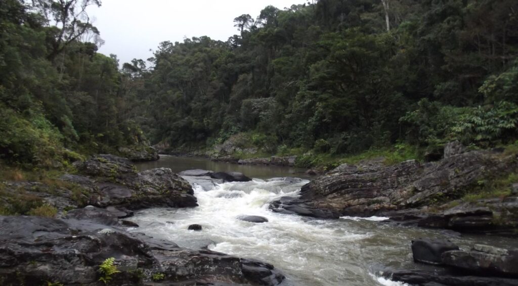 Dertien Nederlandse zoo's planten 1 miljoen bomen in Madagascar voor herbebossingsproject