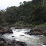 Dertien Nederlandse zoo's planten 1 miljoen bomen in Madagascar voor herbebossingsproject