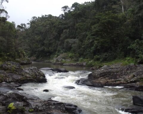 Dertien Nederlandse zoo's planten 1 miljoen bomen in Madagascar voor herbebossingsproject