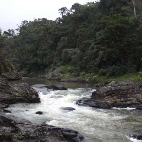Dertien Nederlandse zoo's planten 1 miljoen bomen in Madagascar voor herbebossingsproject