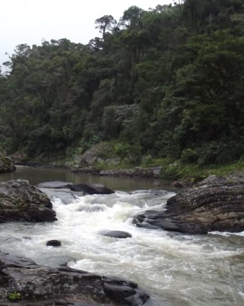 Dertien Nederlandse zoo's planten 1 miljoen bomen in Madagascar voor herbebossingsproject