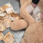 DHL-medewerker vindt €50.000 verstopt in teddybeer op luchthaven Maastricht