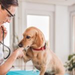 Dierenartsen melden jaarlijkse stijging van chocoladevergiftigingen bij honden tijdens Pasen