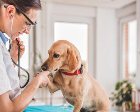 Dierenartsen melden jaarlijkse stijging van chocoladevergiftigingen bij honden tijdens Pasen