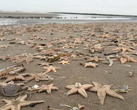 Dode zeesterren bedekken het strand van Ouddorp door sterke wind