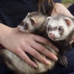 Druk voor inzet van fretters voor het bestrijden van ratten in Amsterdam