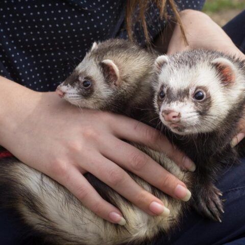 Druk voor inzet van fretters voor het bestrijden van ratten in Amsterdam