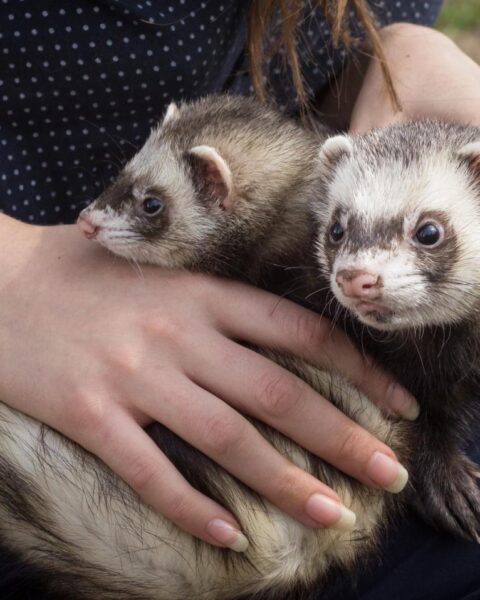 Druk voor inzet van fretters voor het bestrijden van ratten in Amsterdam