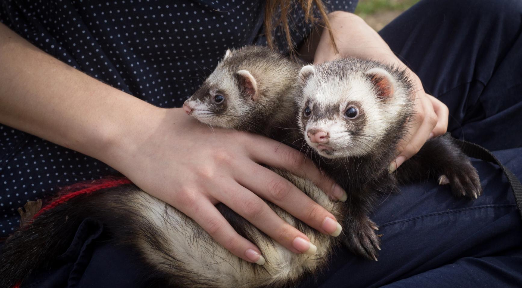 Druk voor inzet van fretters voor het bestrijden van ratten in Amsterdam