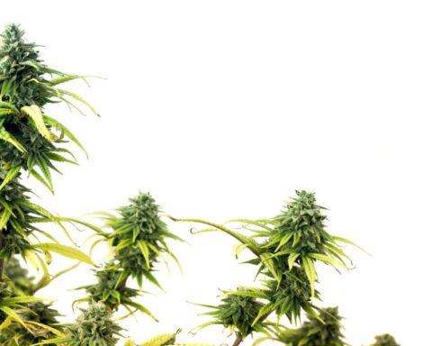 Een jaar later: Nederlands gereguleerd cannabisexperiment lijkt succesvol; enkele boetes opgelegd