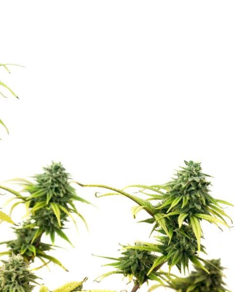 Een jaar later: Nederlands gereguleerd cannabisexperiment lijkt succesvol; enkele boetes opgelegd