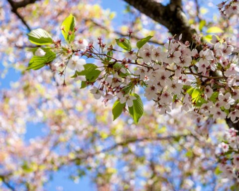 Eerste zomerse 20°C vandaag, maar hoe lang blijft het zo?