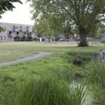 Extra slootnatuur in steden kan wateroverlast en biodiversiteit verbeteren