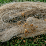 Haagse woningcorporaties ondertekenen '30-30-30'-afspraken voor biobased materialen in nieuwbouw