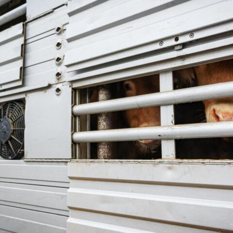 Hoge energieprijzen beginnen impact te hebben op de Nederlandse voedselindustrie door aanhoudende oorlog in Iran