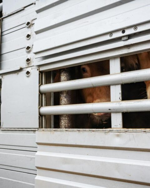 Hoge energieprijzen beginnen impact te hebben op de Nederlandse voedselindustrie door aanhoudende oorlog in Iran