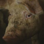 Illegale slachterij ontdekt in Limburgs dorp America met dieren en slachtafval