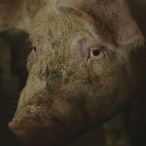 Illegale slachterij ontdekt in Limburgs dorp America met dieren en slachtafval