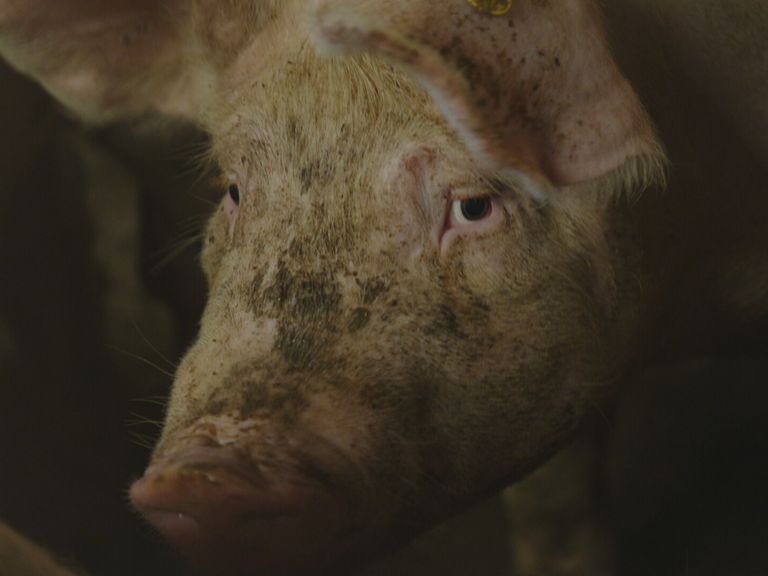 Illegale slachterij ontdekt in Limburgs dorp America met dieren en slachtafval