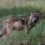 Kabinet introduceert nieuwe regels voor sneller ingrijpen bij gevaarlijke wolven