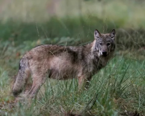 Kabinet introduceert nieuwe regels voor sneller ingrijpen bij gevaarlijke wolven
