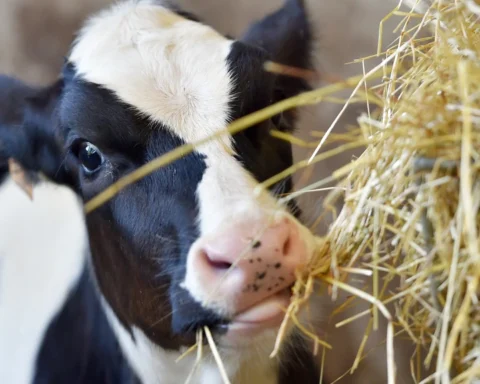 Kamerleden teleurgesteld over voortdurende misstanden bij veetransporten