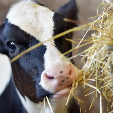 Kamerleden teleurgesteld over voortdurende misstanden bij veetransporten