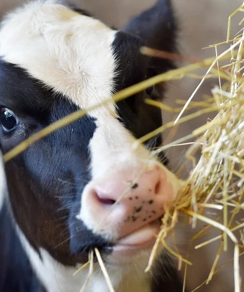 Kamerleden teleurgesteld over voortdurende misstanden bij veetransporten