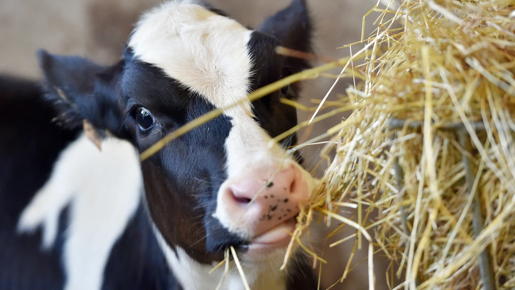 Kamerleden teleurgesteld over voortdurende misstanden bij veetransporten