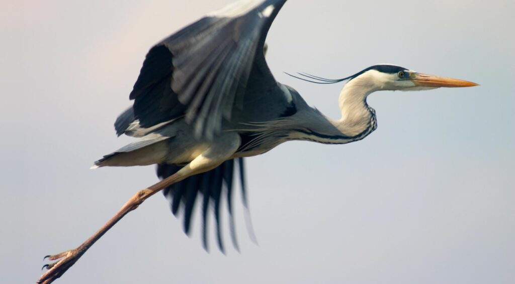 KLM-vlucht naar Nice keert terug naar Schiphol na botsing met reiger tijdens take-off