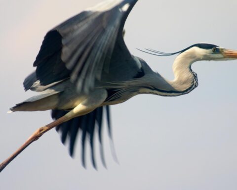 KLM-vlucht naar Nice keert terug naar Schiphol na botsing met reiger tijdens take-off