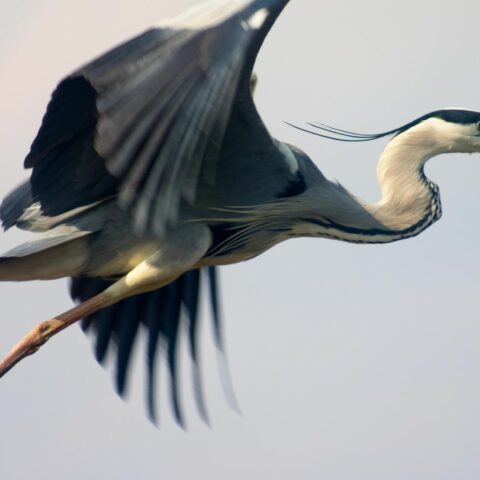 KLM-vlucht naar Nice keert terug naar Schiphol na botsing met reiger tijdens take-off