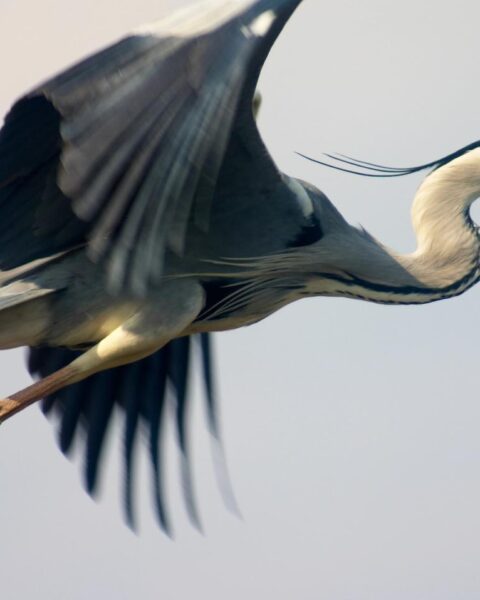 KLM-vlucht naar Nice keert terug naar Schiphol na botsing met reiger tijdens take-off