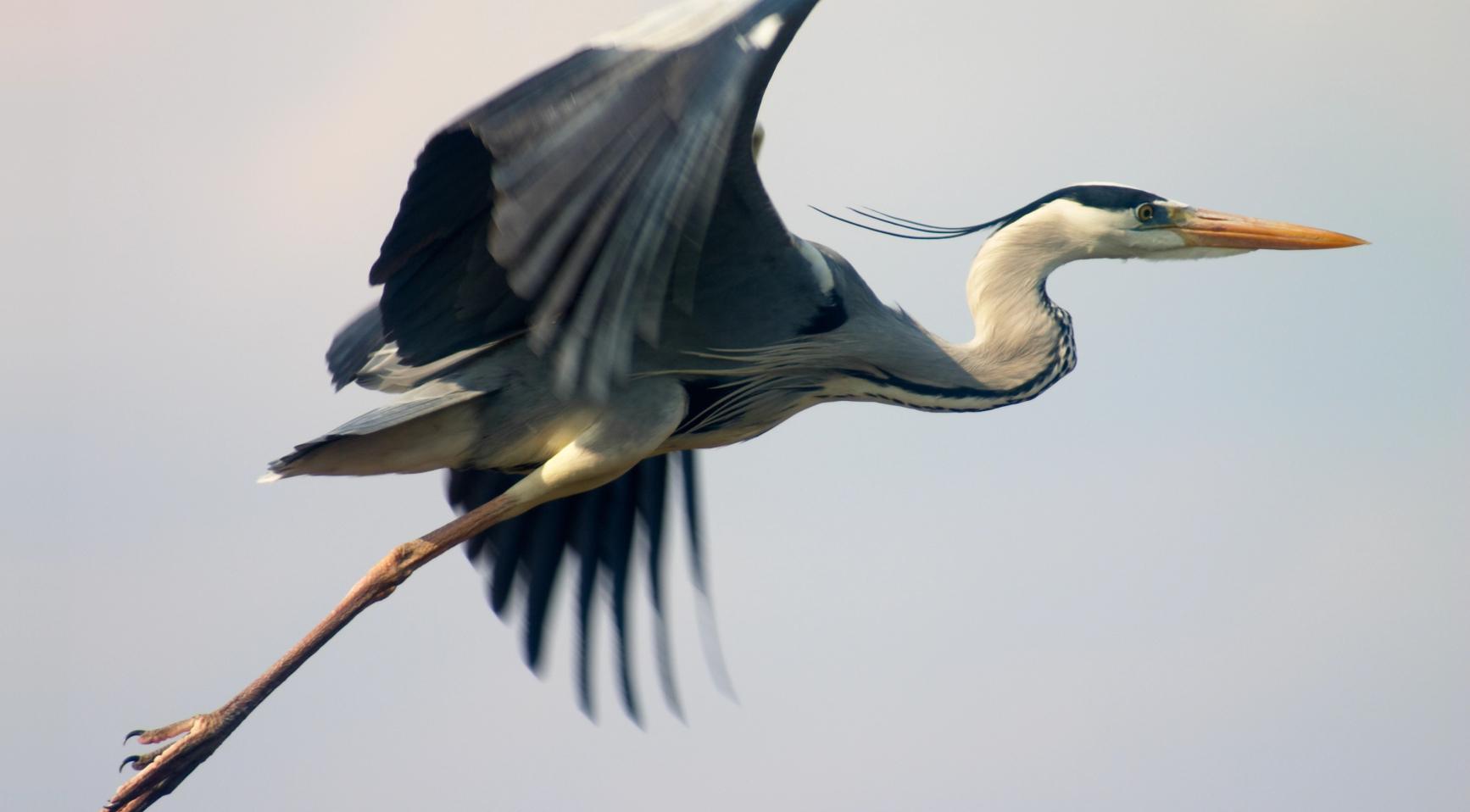 KLM-vlucht naar Nice keert terug naar Schiphol na botsing met reiger tijdens take-off