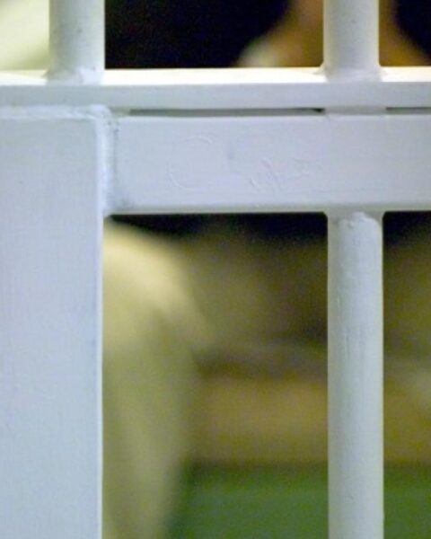 Man aangehouden na gewelddadige inbraken en aanvallen op vrouw en hond in Sint-Michielsgestel