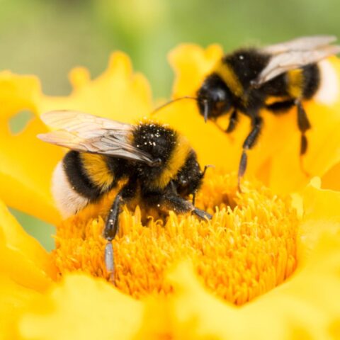 Nationale bijentelling toont aanhoudend lage aantallen hommels in Nederland