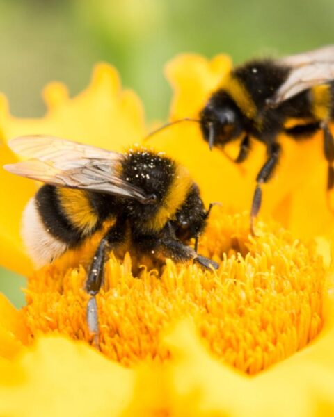 Nationale bijentelling toont aanhoudend lage aantallen hommels in Nederland