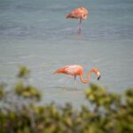 Nederland gaat in beroep tegen klimaatuitspraak Bonaire