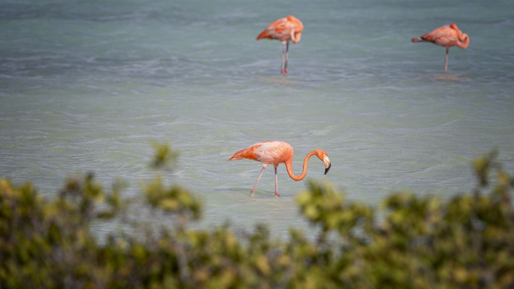 Nederland gaat in beroep tegen klimaatuitspraak Bonaire