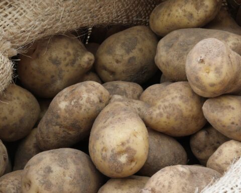 Nederland kampt met 500 miljoen kilo aardappelenoverschot, campagne moet consumptie stimuleren