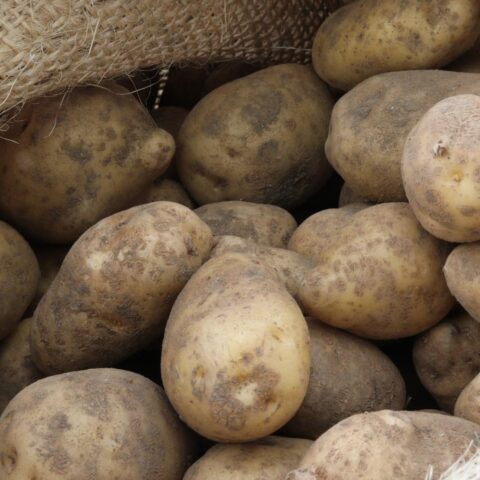 Nederland kampt met 500 miljoen kilo aardappelenoverschot, campagne moet consumptie stimuleren