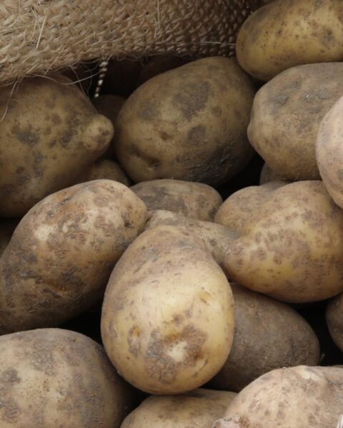 Nederland kampt met 500 miljoen kilo aardappelenoverschot, campagne moet consumptie stimuleren