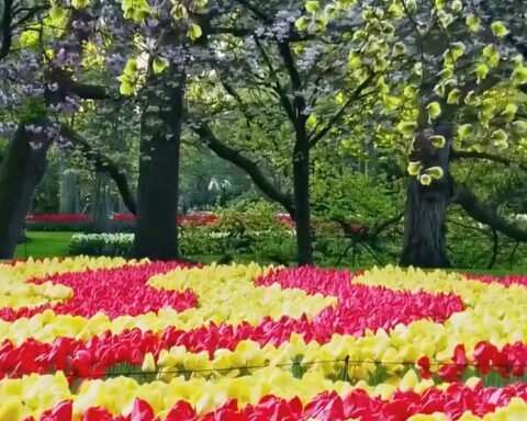 Nederland stuurt zee van bloemen naar Vaticaanstad voor paasviering
