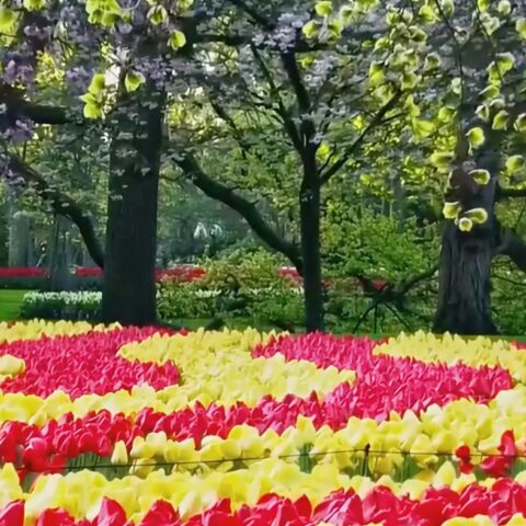 Nederland stuurt zee van bloemen naar Vaticaanstad voor paasviering