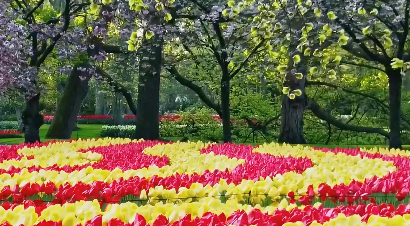 Nederland stuurt zee van bloemen naar Vaticaanstad voor paasviering